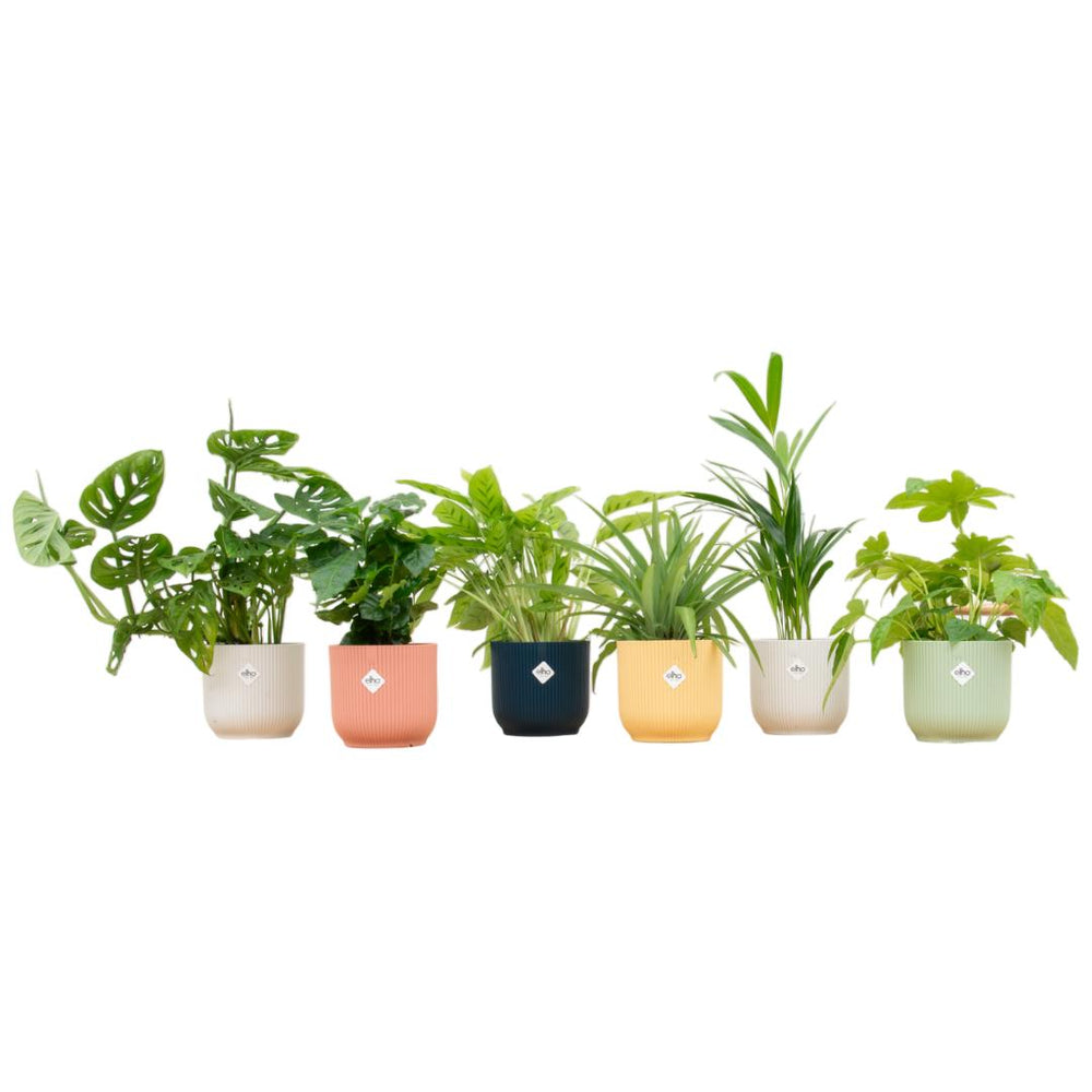 Plant + pot